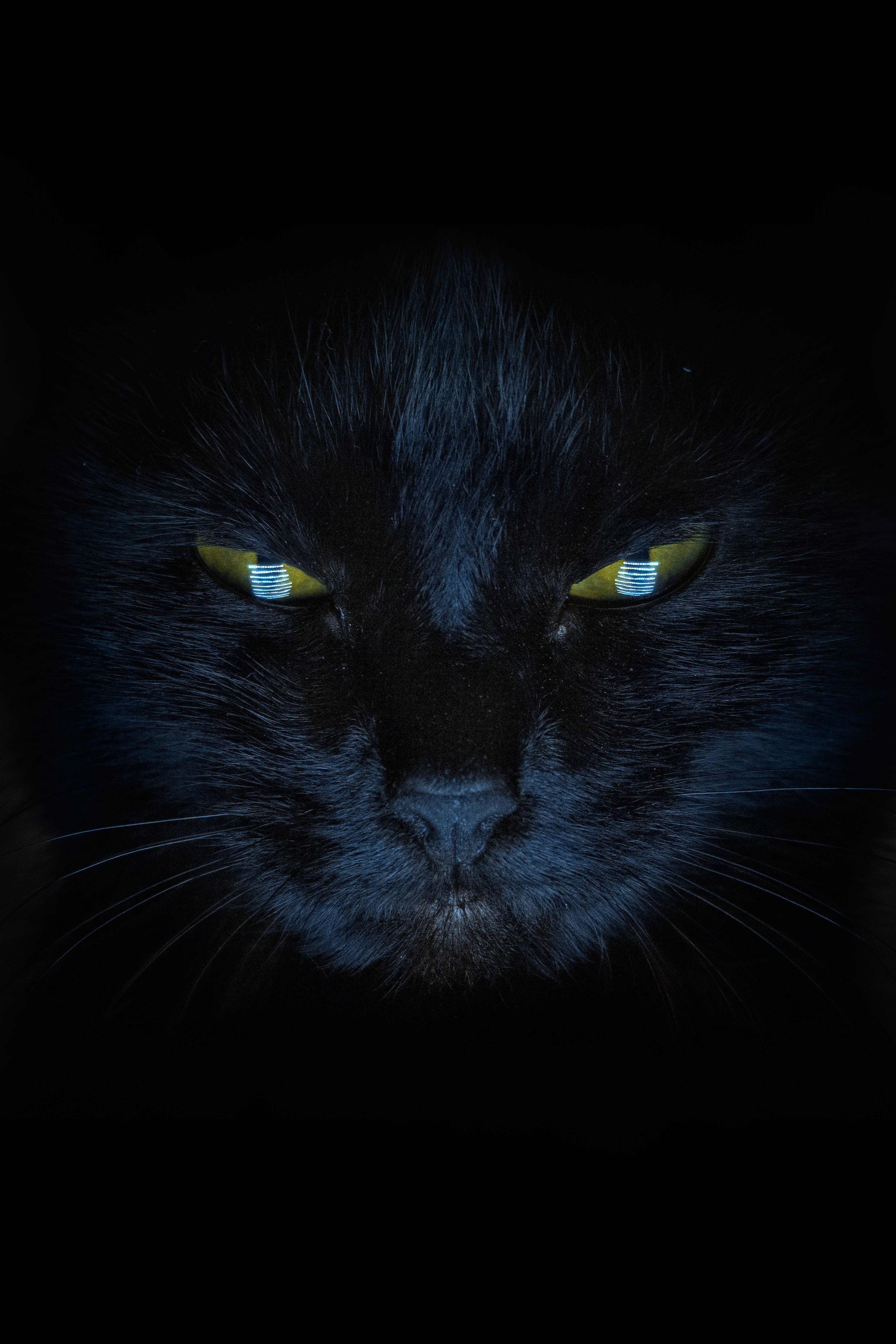 кошка, черный кот, взгляд, Алексей Школдин