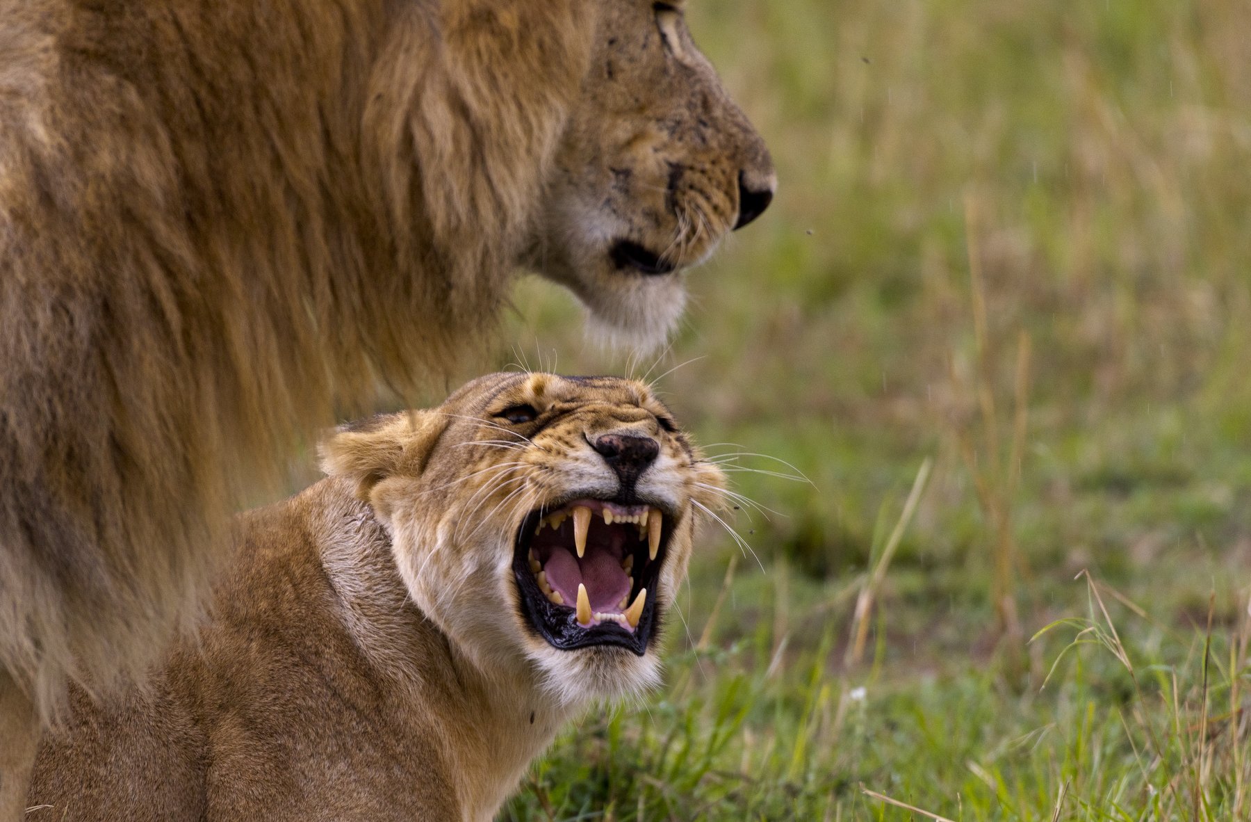 animals mammals cats lions kenya africa roar mating coupling, Paolo Barbarini