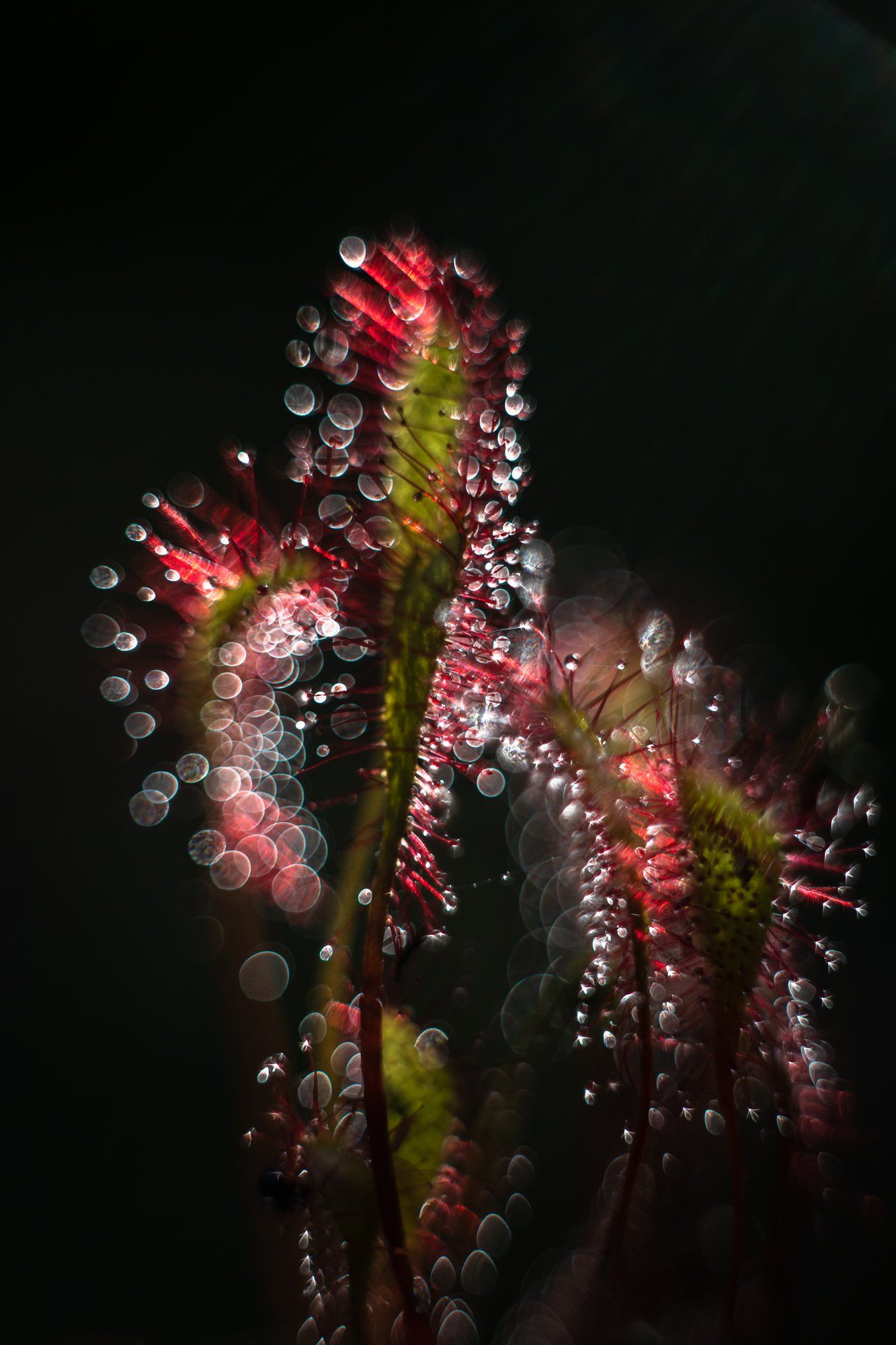 macro, sundew, plants, colors, bokeh, Sylwia Grabinska