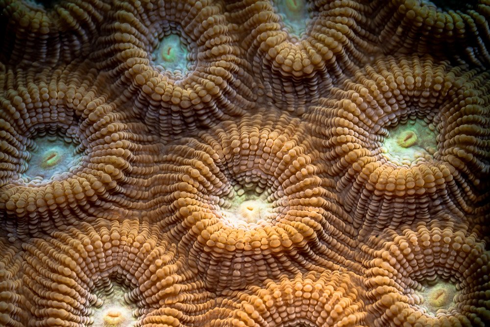 underwater, macro, pattern, texture, Андрей Савин