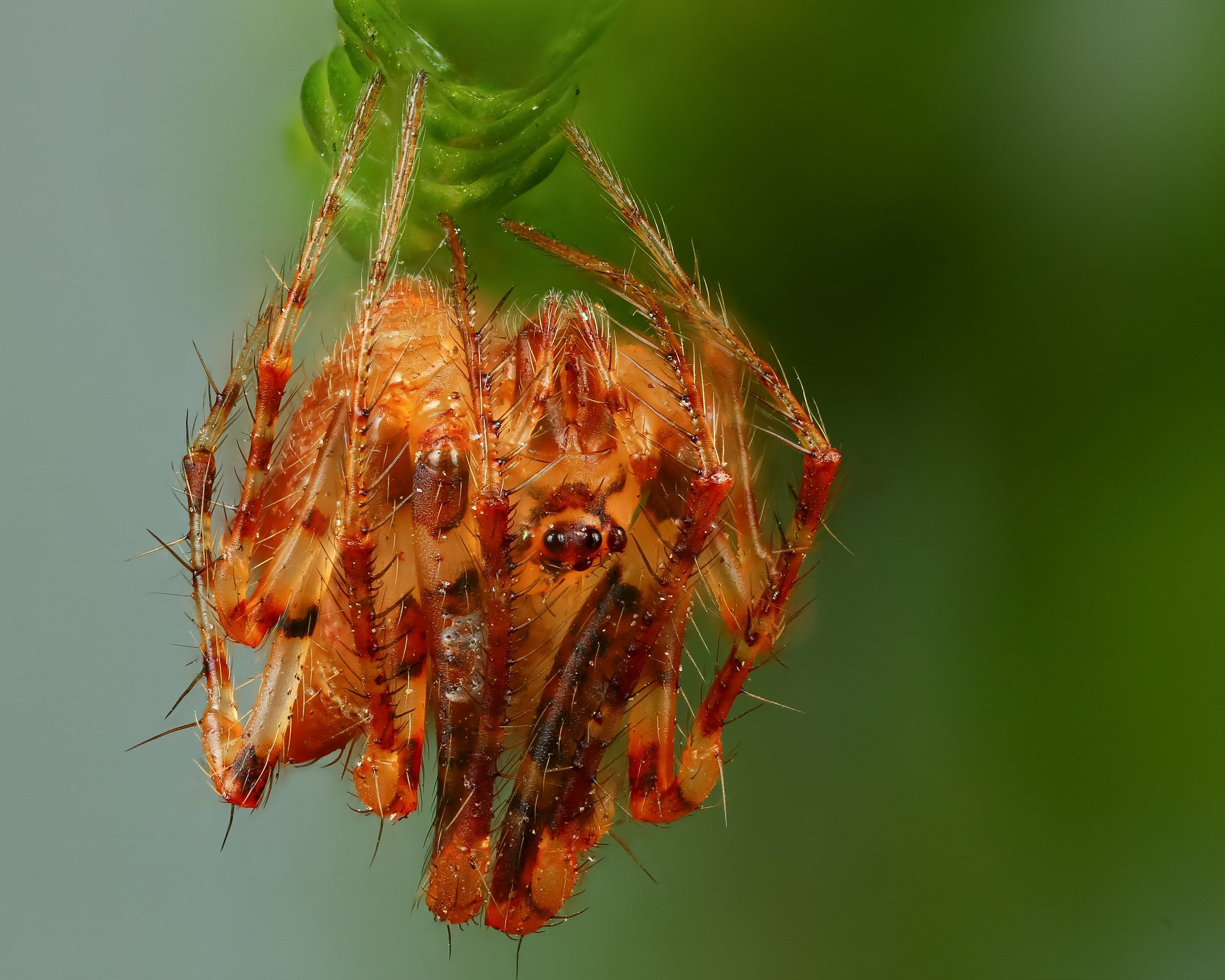 паук,макро,природа,растение,цвет,оранжевый,зеленый,животное, Андрей Шаповалов