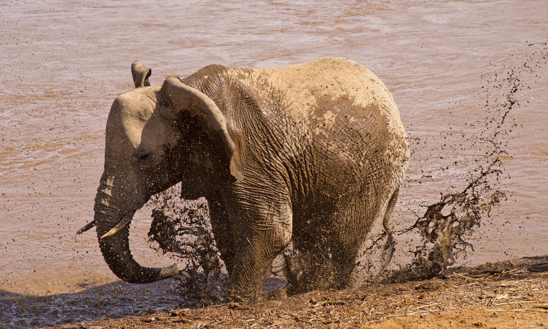 animals mammals elephant water mud cub play , Paolo Barbarini