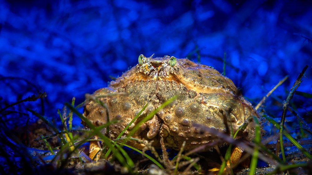 crab, macro, underwater, diving, scuba, blue, Андрей Савин