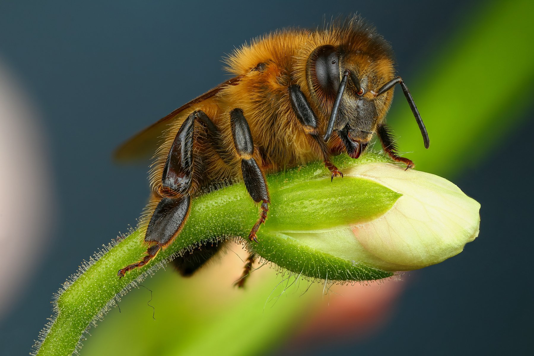пчела,макро,природа,растение,цвет,синий,насекомое,зеленый,животное, Андрей Шаповалов