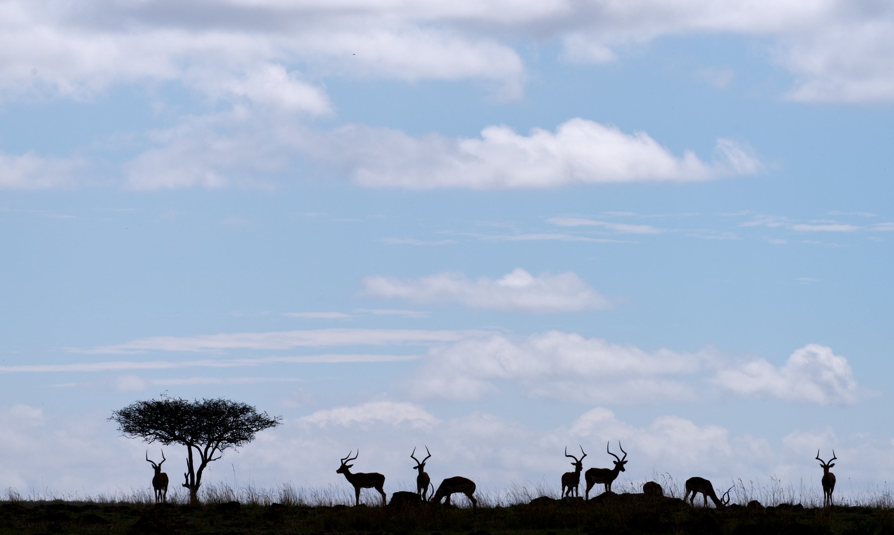 animals mammals gazelles africa kenya silhouette sky clouds pastel, Paolo Barbarini
