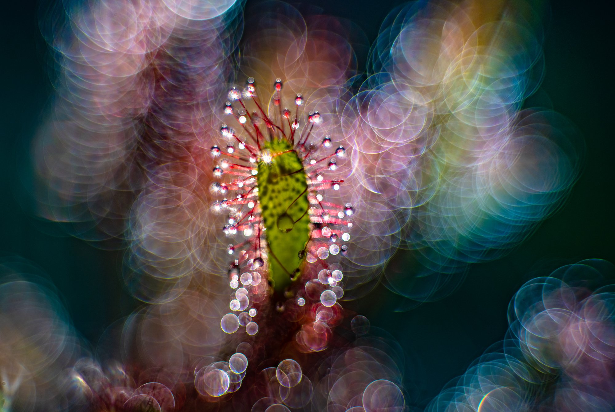 macro, sundew, plants, colors, bokeh, Sylwia Grabinska