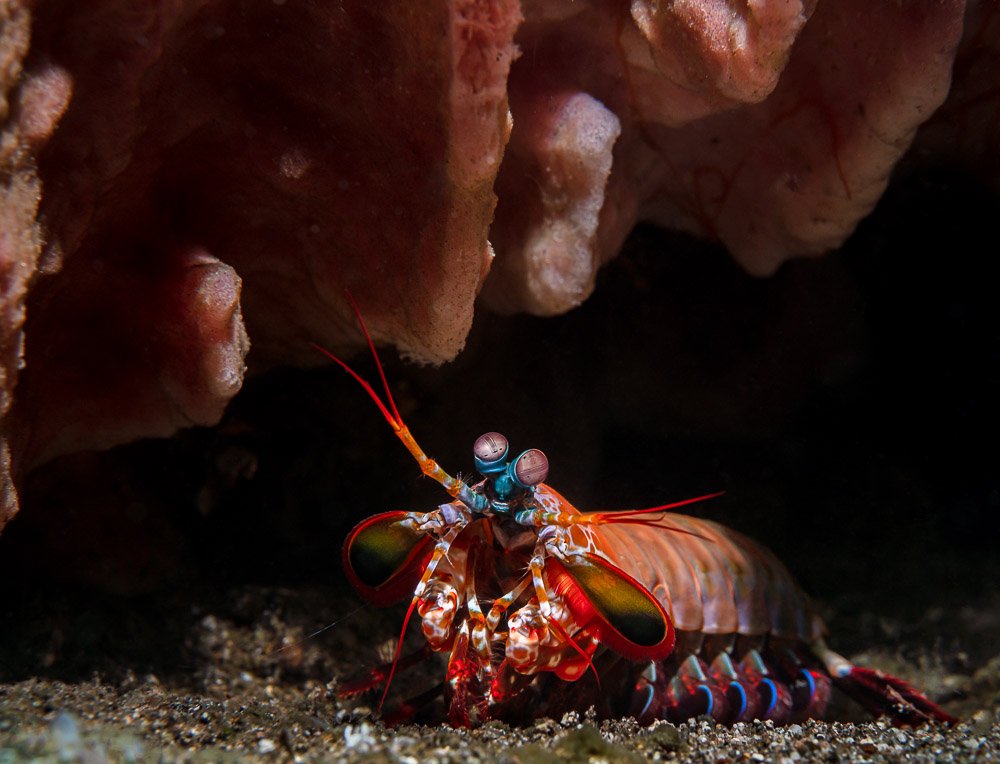 mantis, macro, underwater, diving, shrimp, Андрей Савин