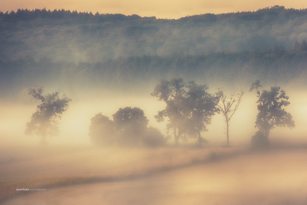 landscape, summertime, morning, foggy, trees, forest, fields, rpowroznik,, Robert Powroznik