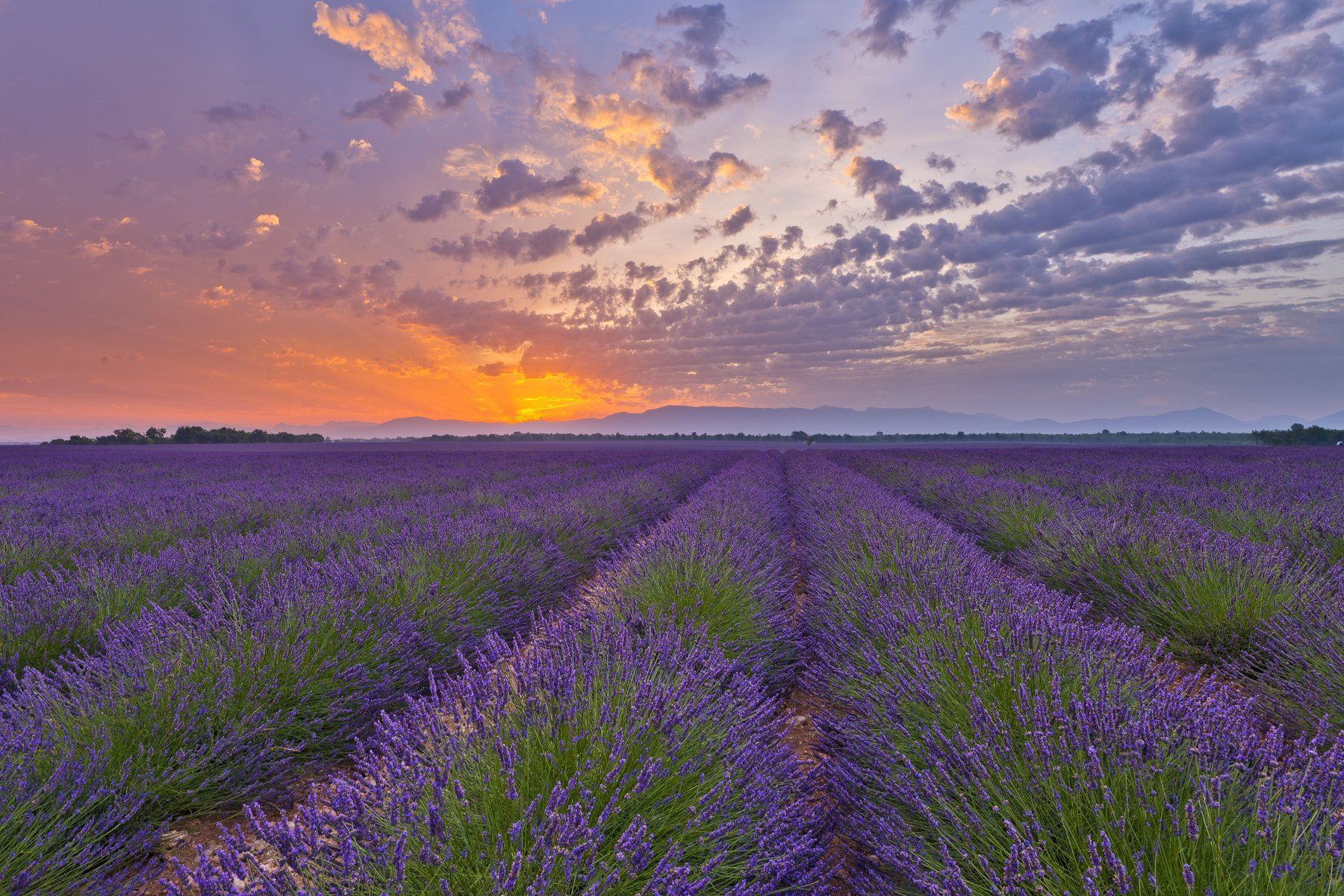 sunrise lavender provence france lights fields sky, Paolo Barbarini