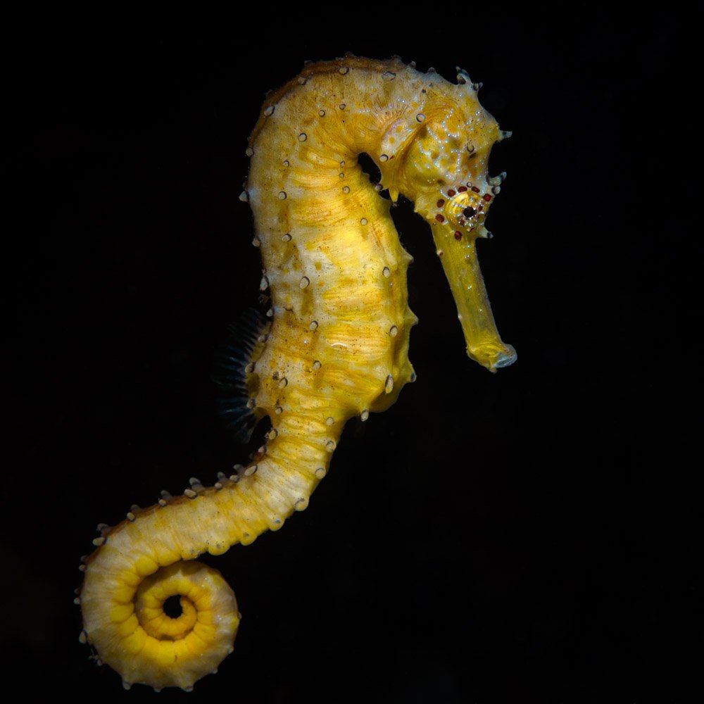 seahorse, macro, underwater, art, yellow, Андрей Савин