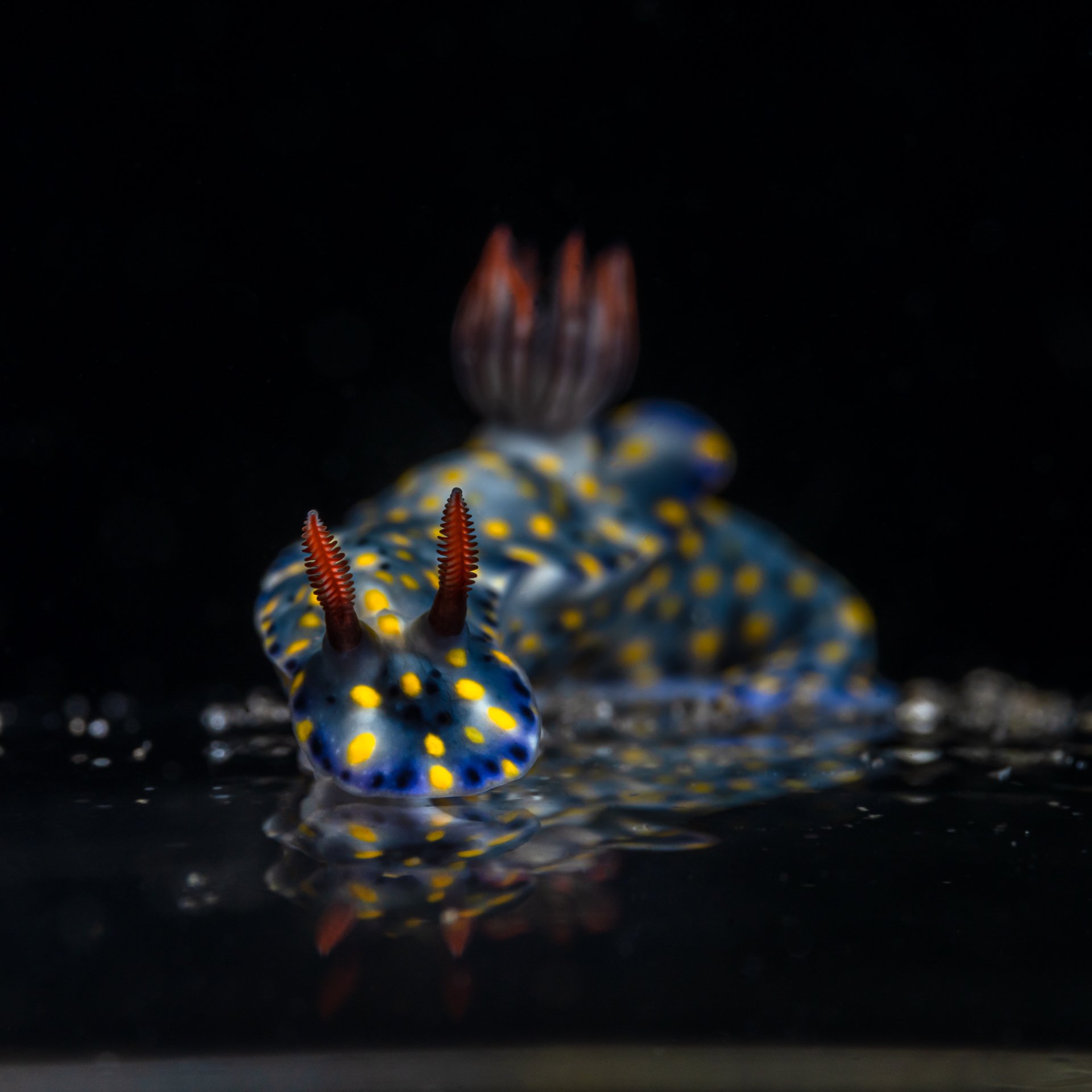 nudibranch, macro, underwater, diving, art, Андрей Савин