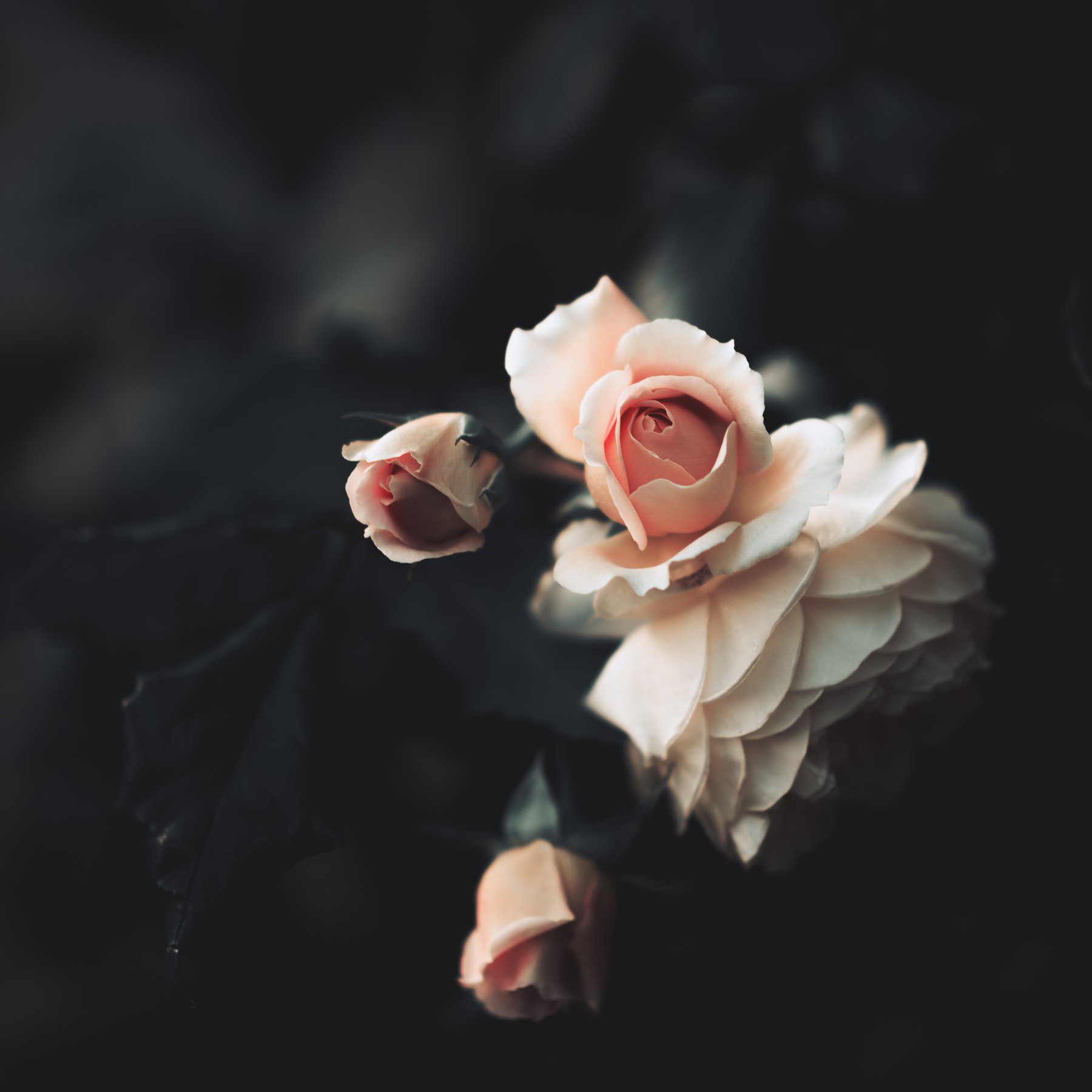 #roses #flowers #beauty #dark #satin #nature #garden #fineart, Sabrina DAlonzo