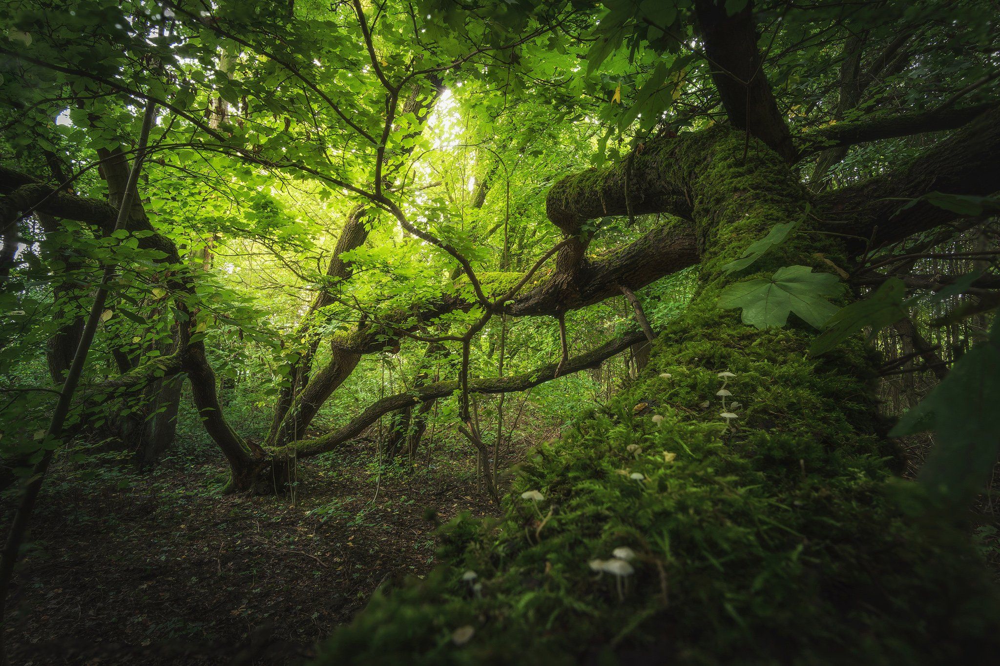 tree, branch, leaves, green, moss, mushrooms, Błażej Krzyżanek