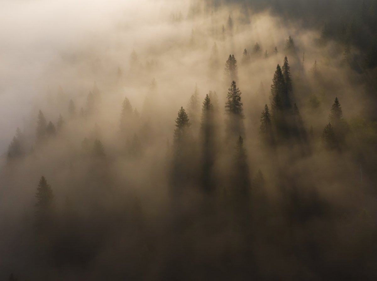 туман, лес, тайга, свет, рассвет, утро, дымка, Александр Чазов