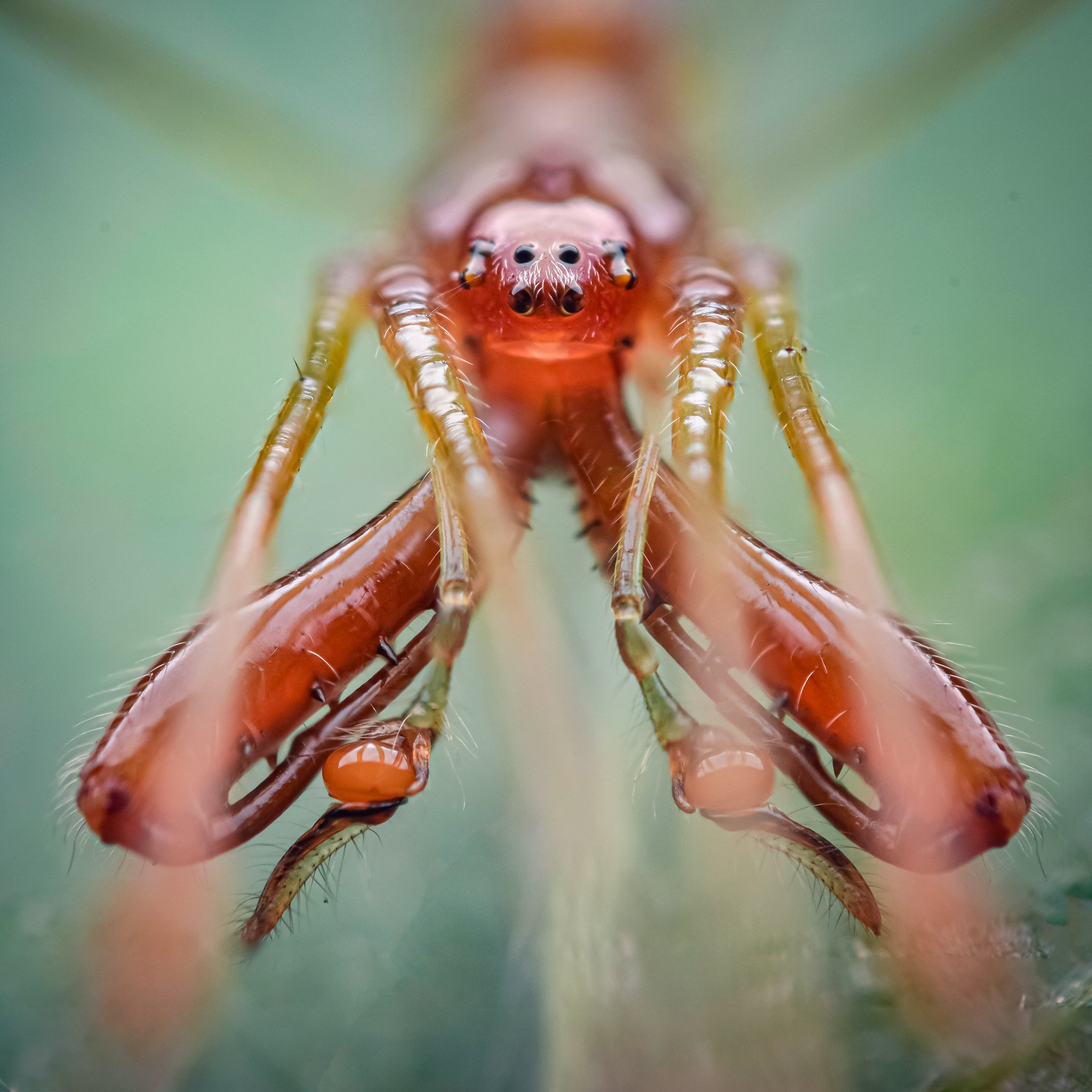 macro wildlife closeup insects, Shuvam Sadhukhan