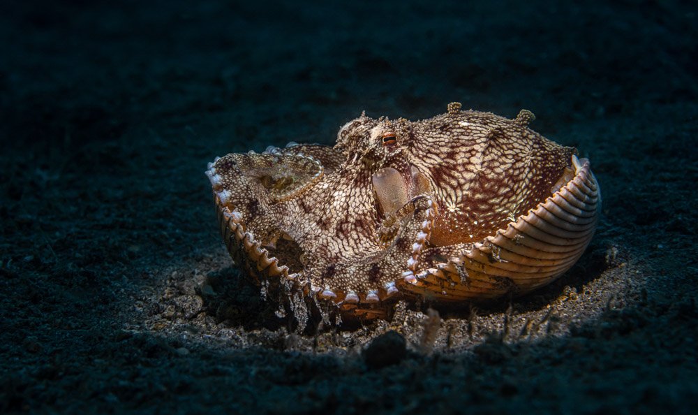octopus, осьминог, Андрей Савин