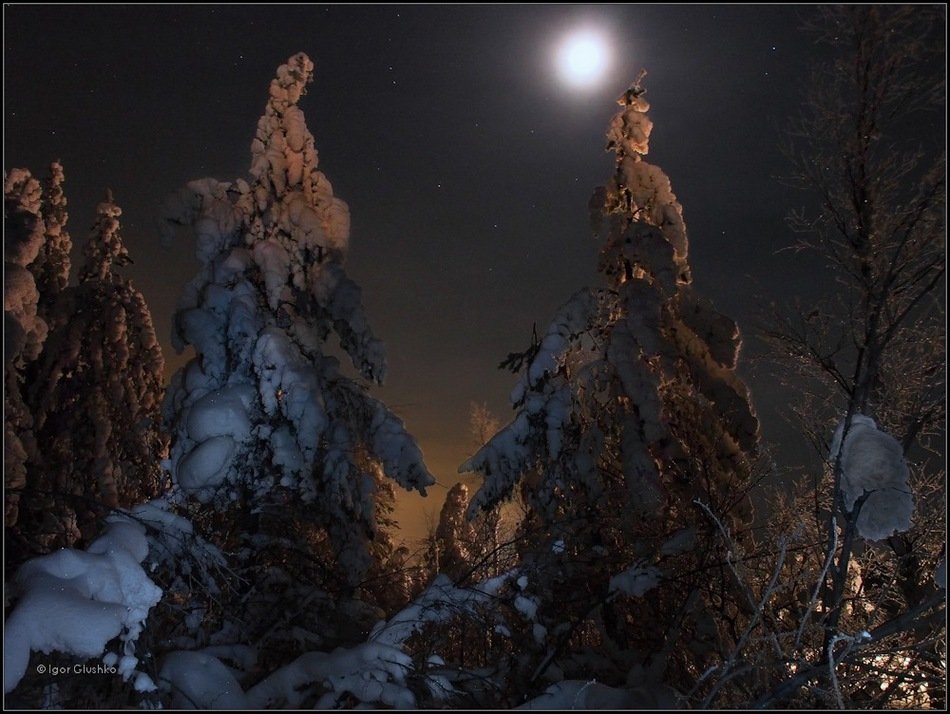 бурятия, тайга, лес, деревья, снег, ночь, зима, Игорь Глушко