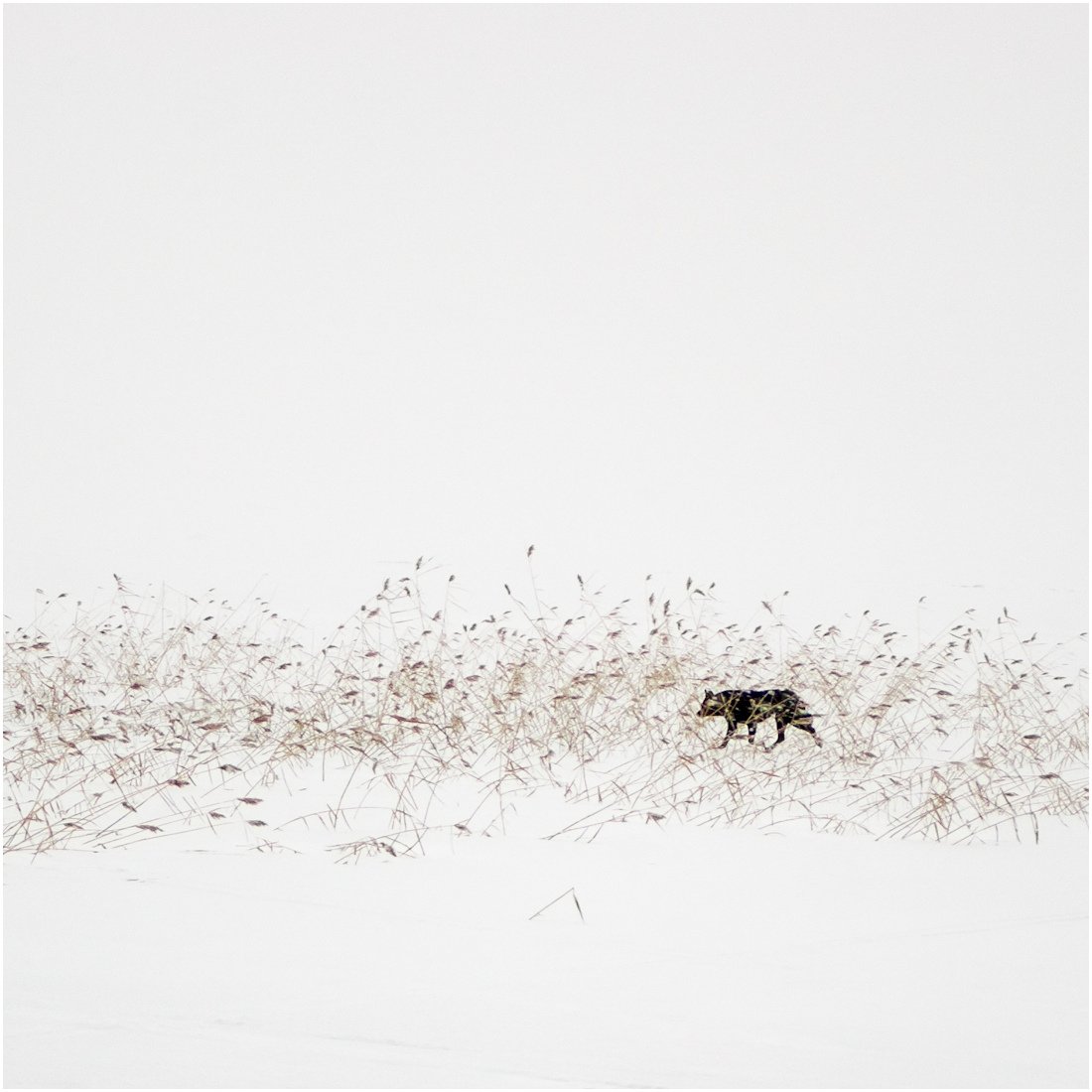 собака, зима, метель, снег, кудама, пейзаж, Sergey Navetny