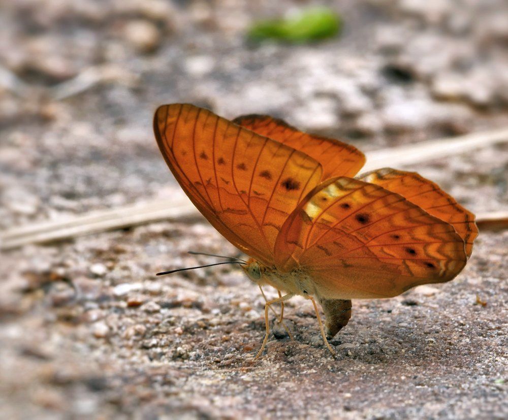 common yeoman, butterfly, macro, close-up, macro, closeup, макро,  gnilenkov, Alexey Gnilenkov