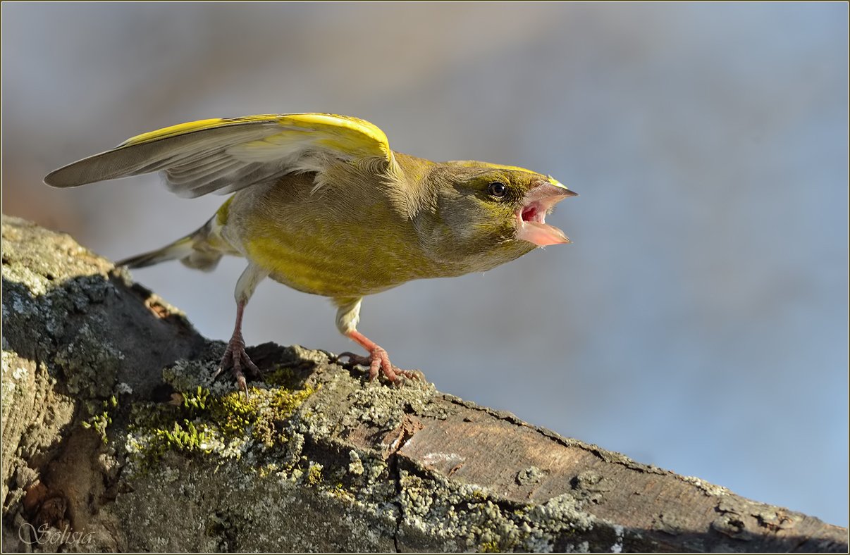 птицы, природа, фотоохота, зима, зеленушка, самец, carduelis chloris, обыкнове́нная зелену́шка, Солисия