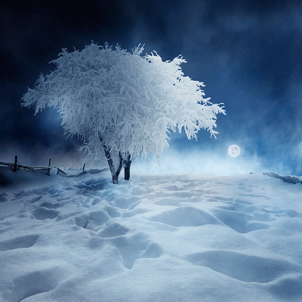 light, tree, white, snow, alone, night, light, majestic, snow, light, stars, Caras Ionut