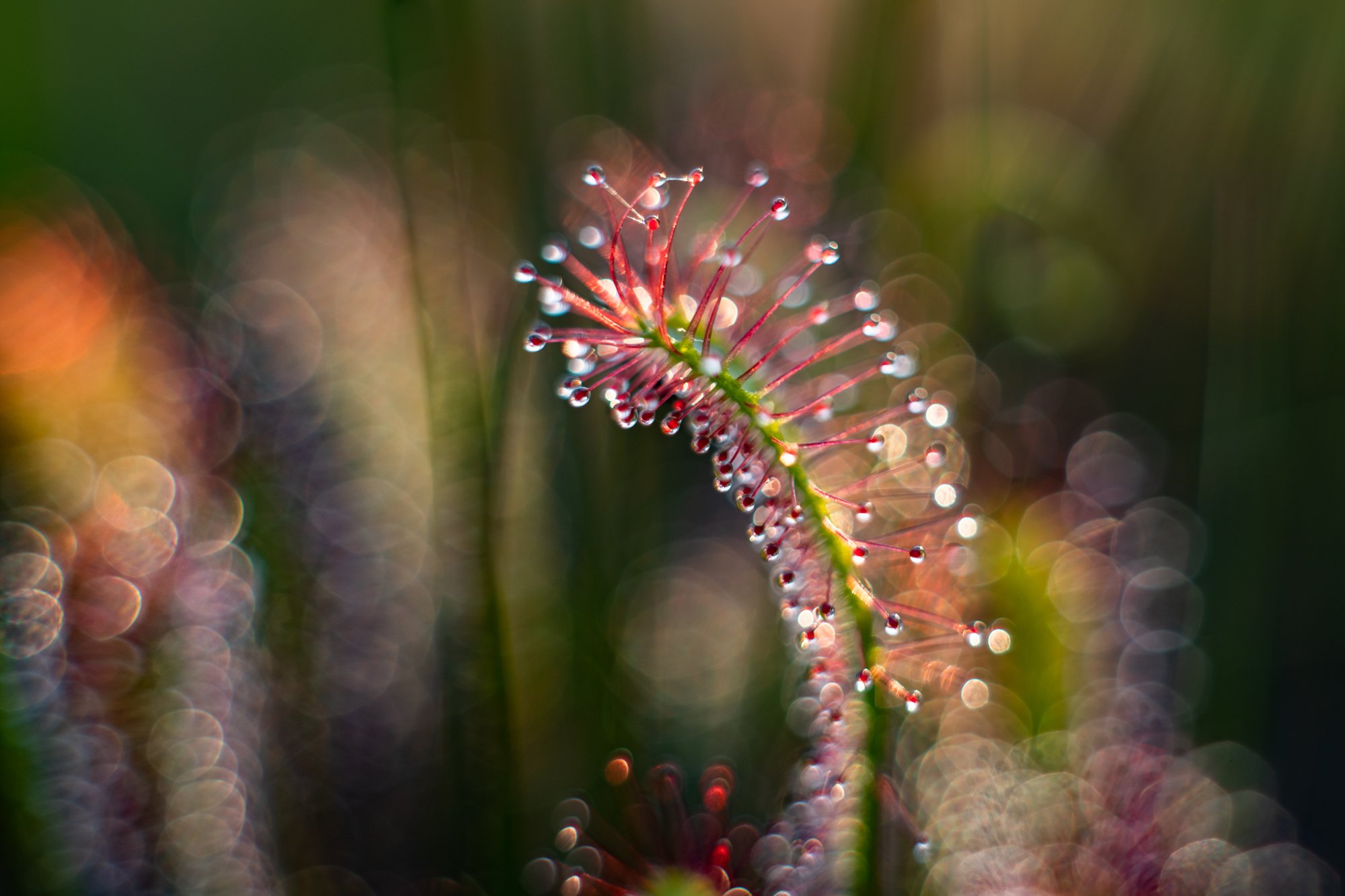 macro, sundew, plants, colors, bokeh, Sylwia Grabinska