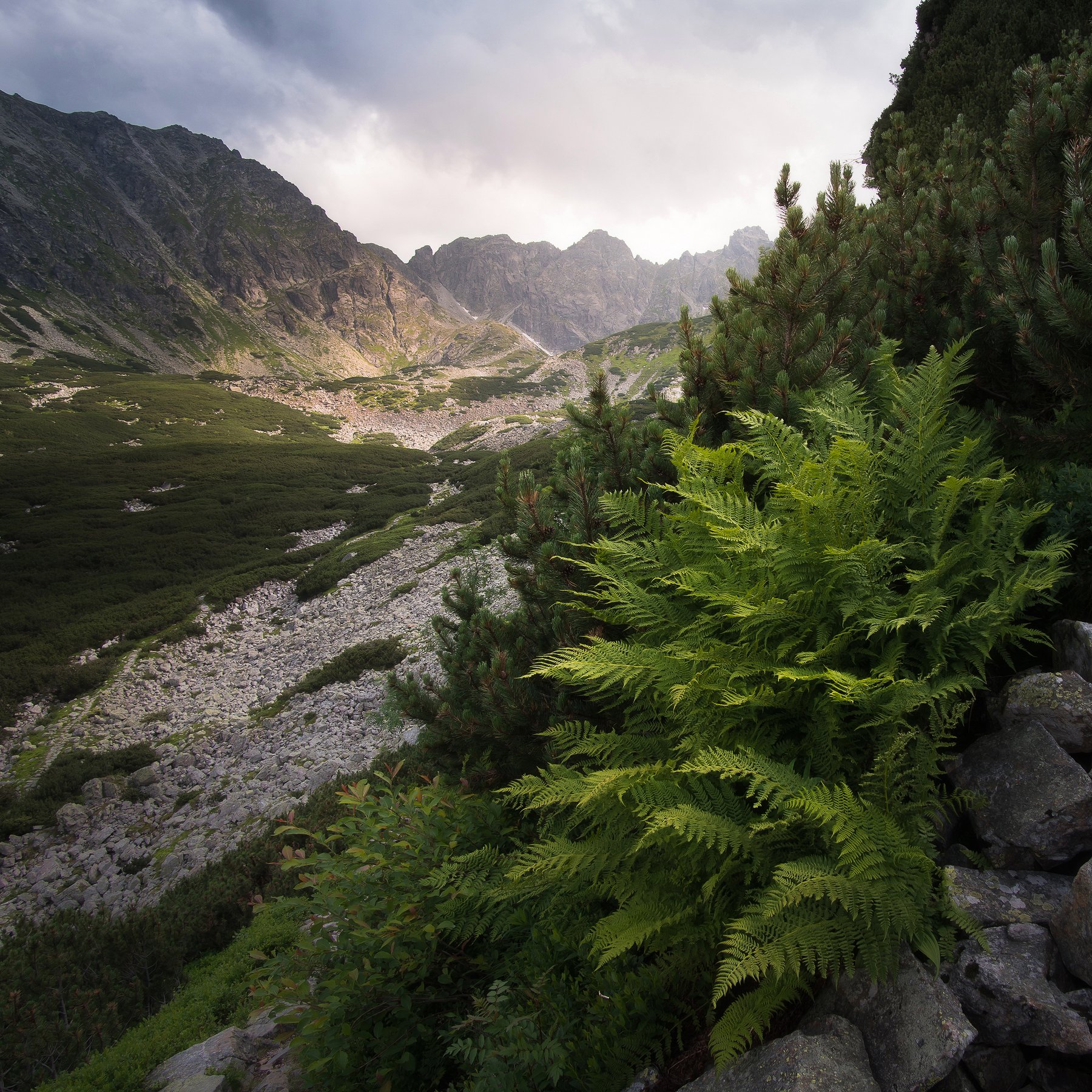 mountains, tatras, Poland, green,fern, Błażej Krzyżanek