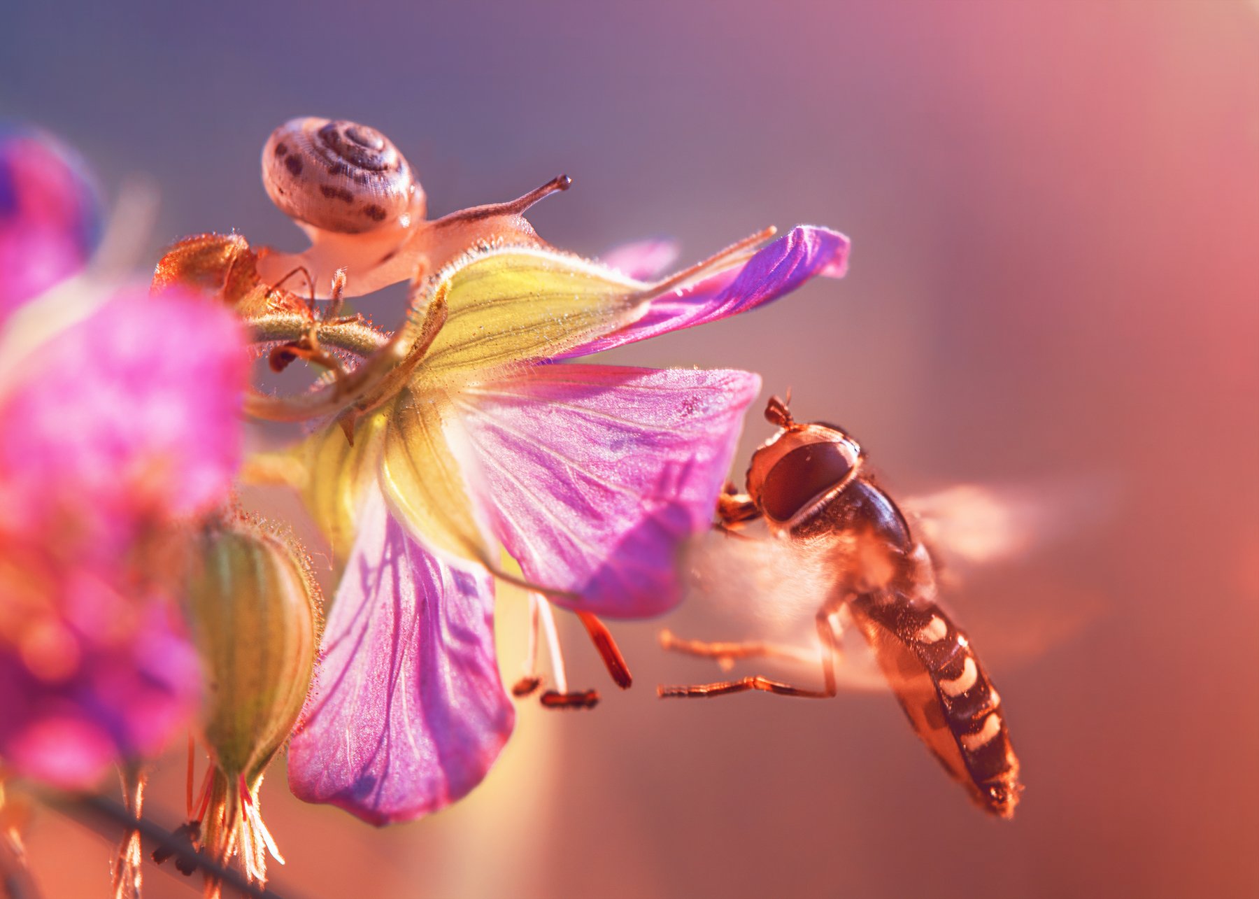 улитка муха журчалка макро цветы природа луг, Анастасия Третьякова