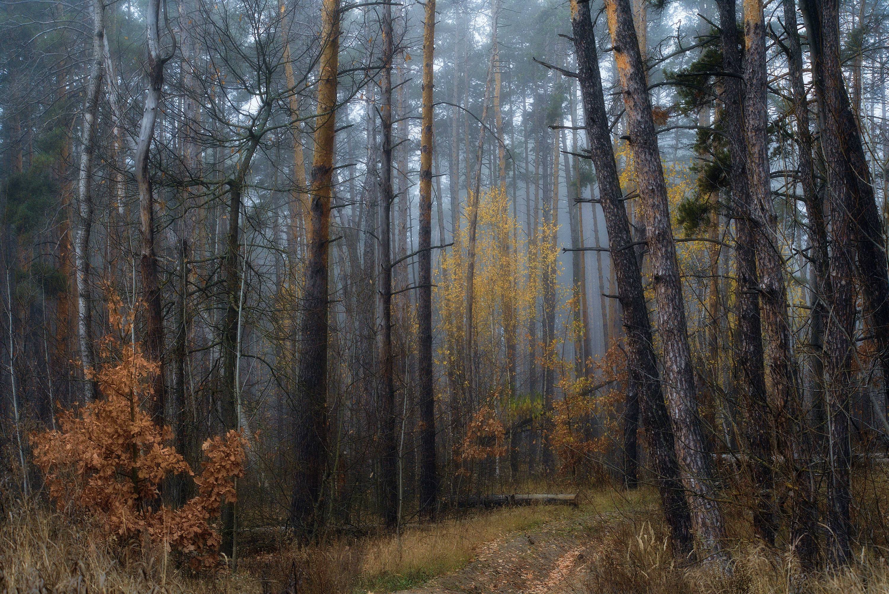 утро,осень,туман,лес, Михаил Кудрявцев