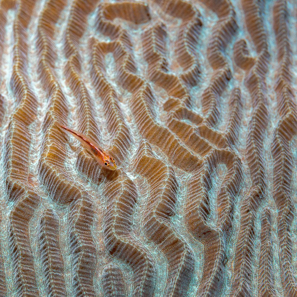 fish, coral, underwater, Андрей Савин