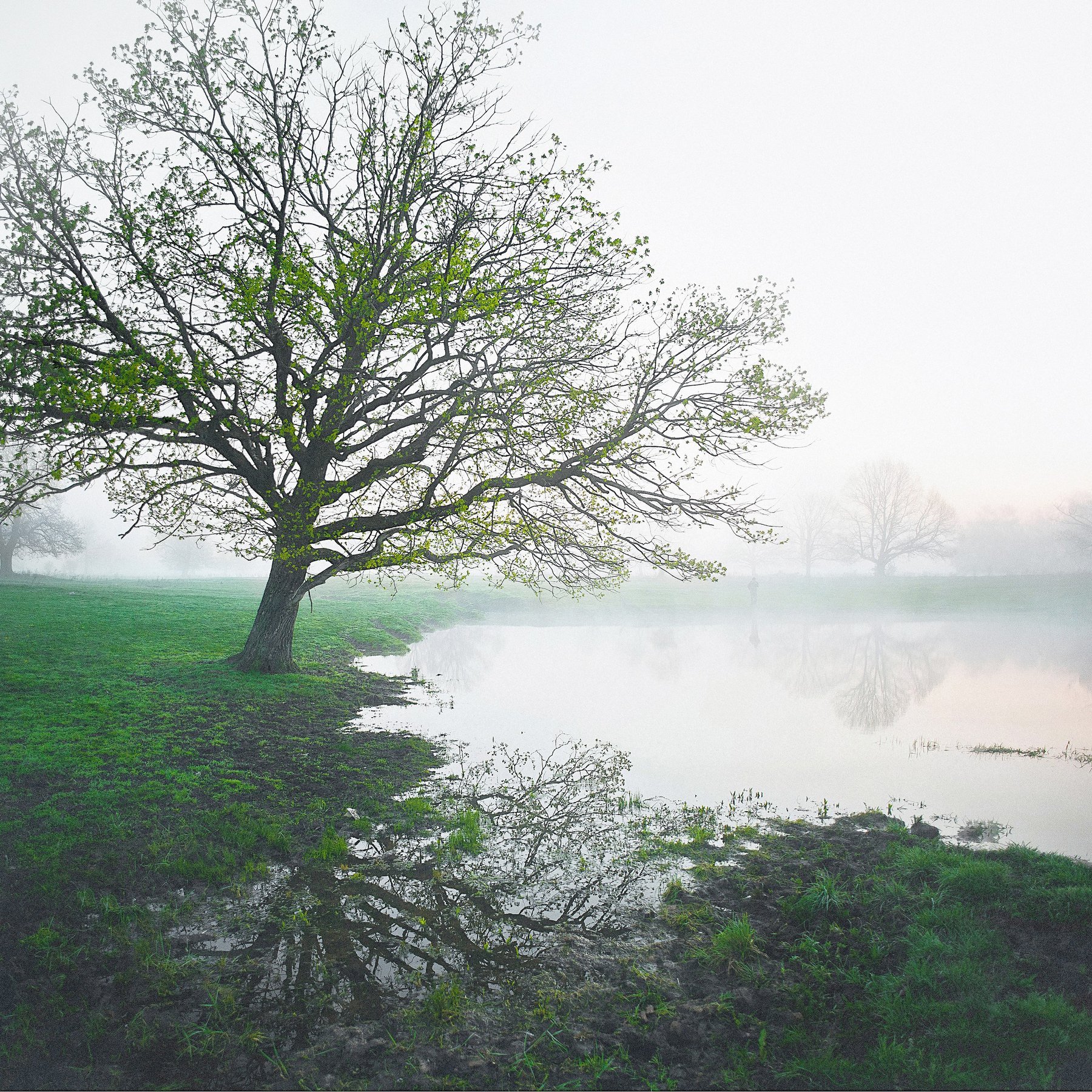 рассвет на озере, одинокий дуб, туманное утро, Светлана Степанова