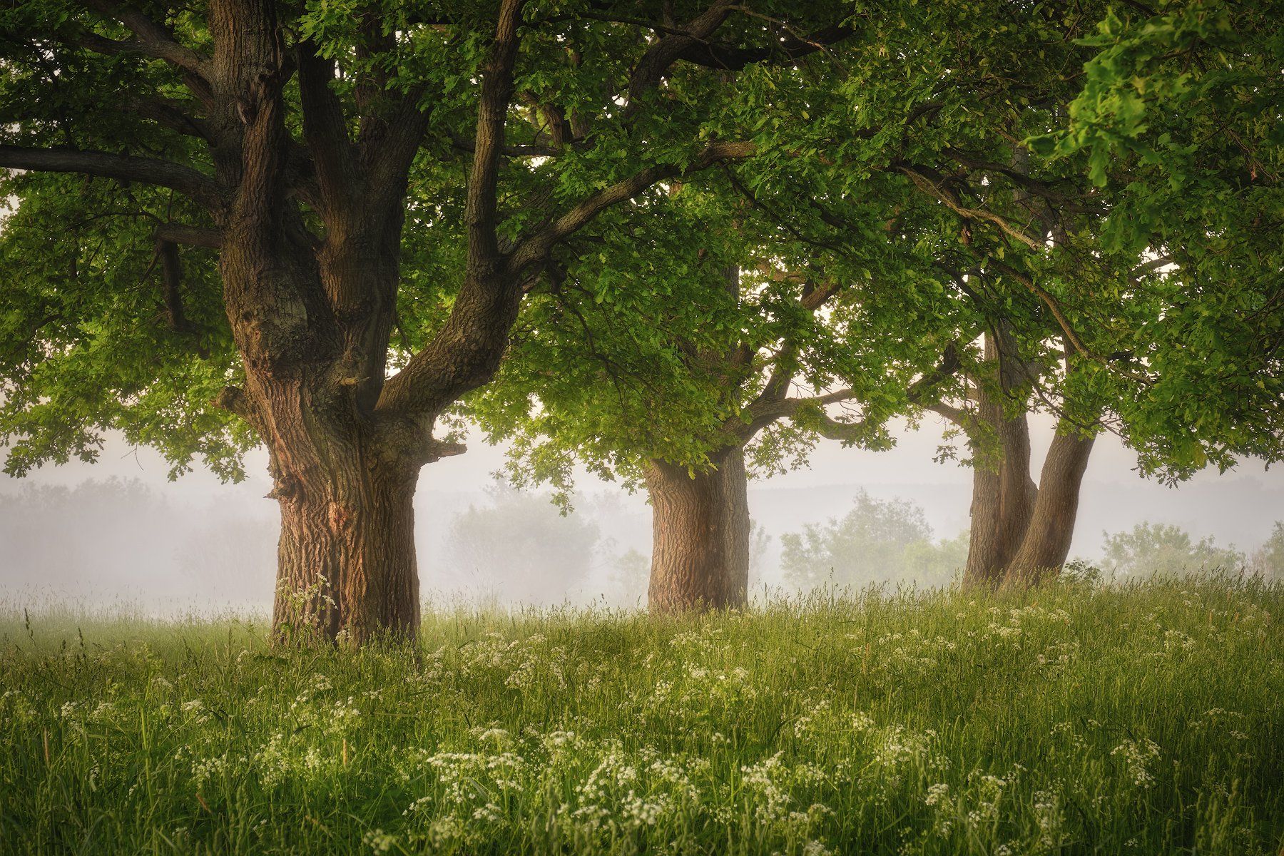 лес, деревья, туман, утро, лето, дубы, Григорий Бельцев