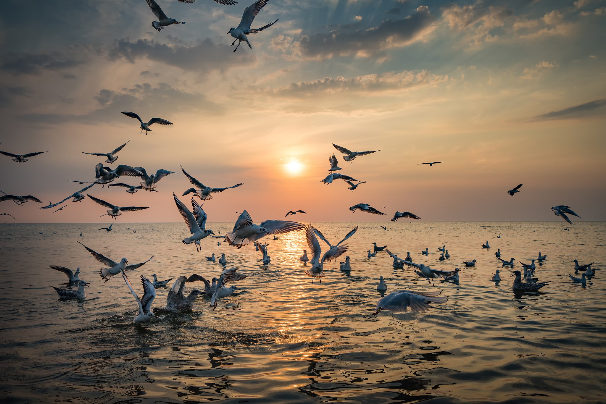 dance of seagulls water sun clouds baltic sea dranikowski mewy birds sunset, Radoslaw Dranikowski
