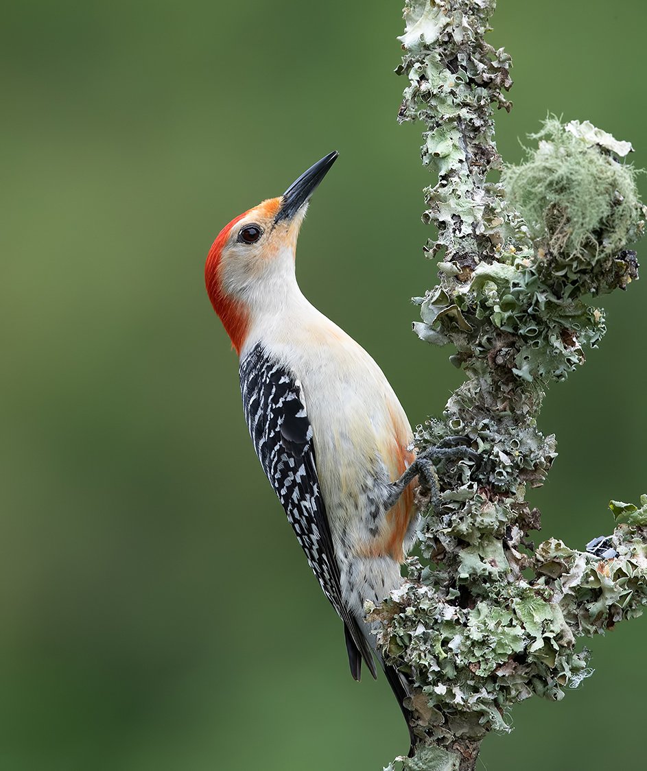 дятел, каролинский меланерпес, red-bellied woodpecker, woodpecker, Elizabeth Etkind