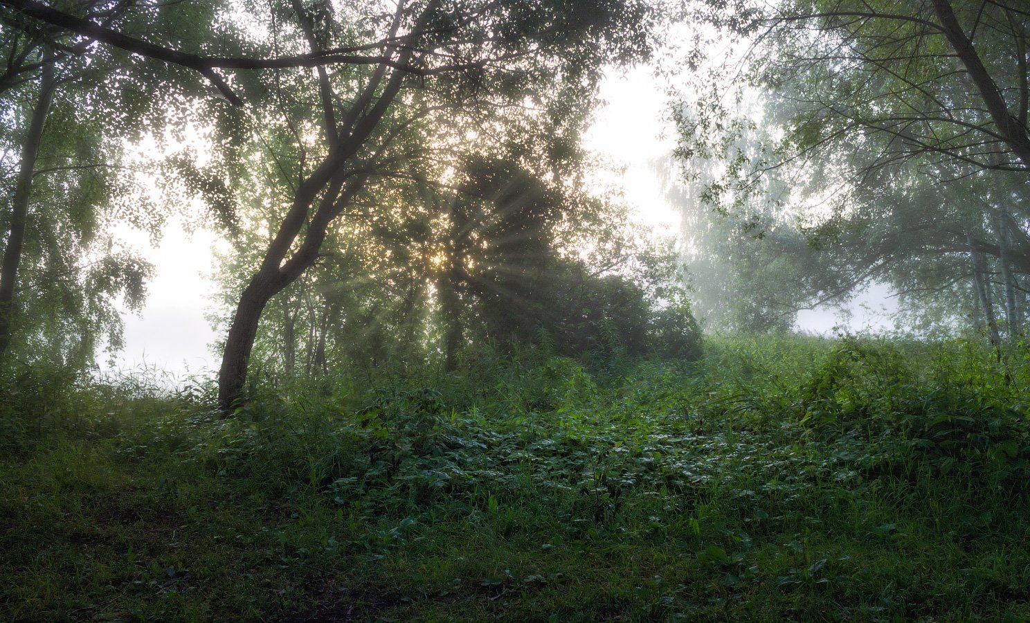 лето, туман, утро,, Сергей Шабуневич