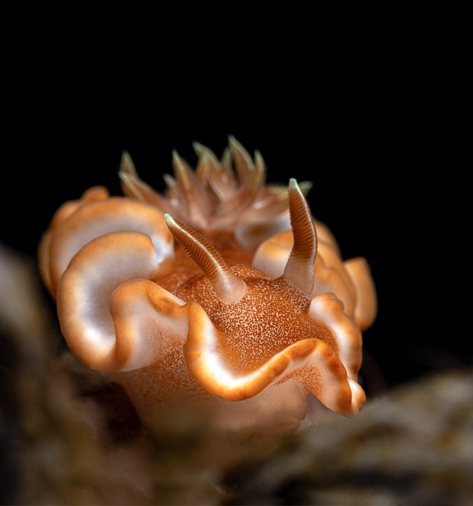 нудибранч, подводное, дайвинг, seaslug, nudibranch, Андрей Савин