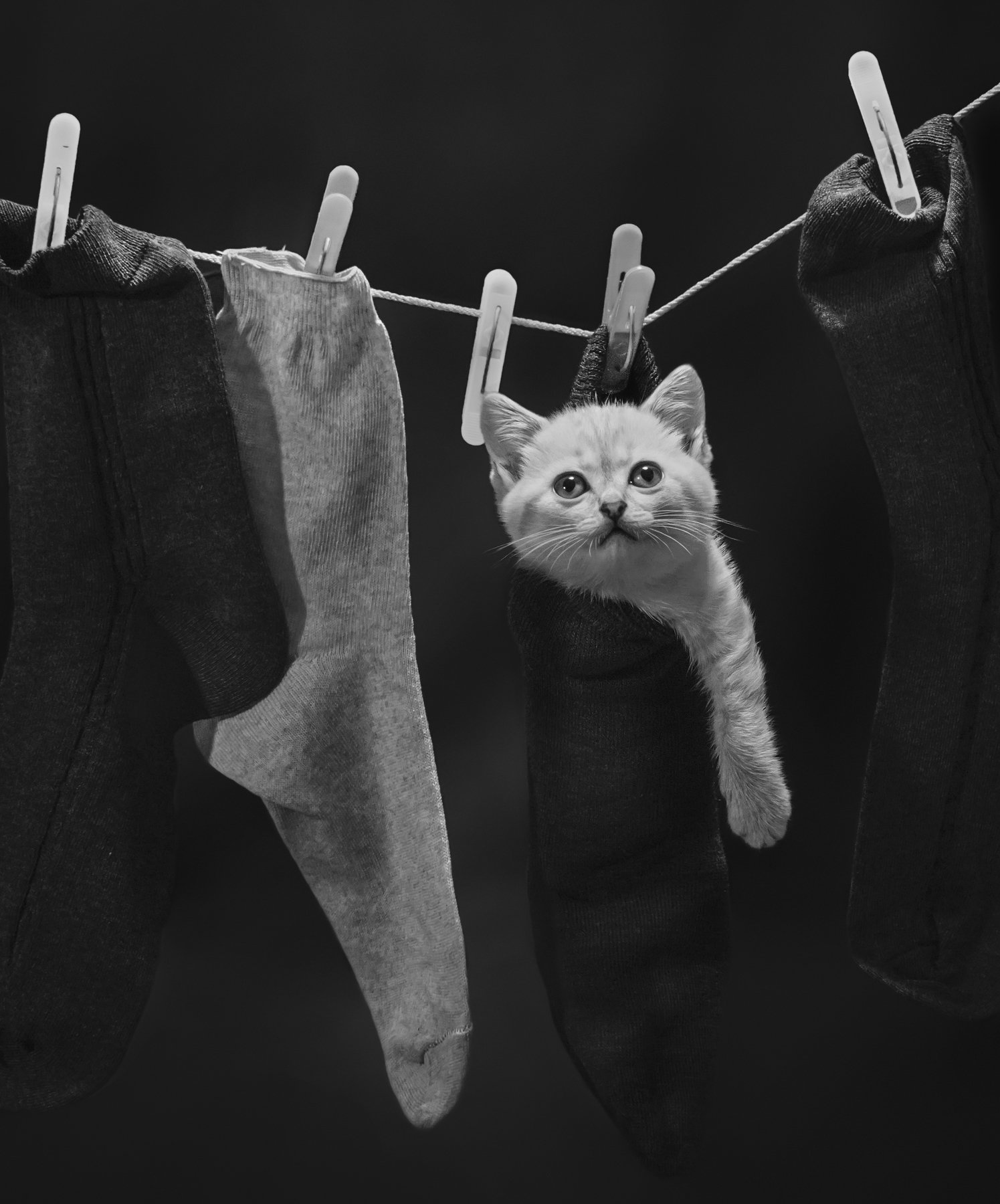 котёнок,носки,,чёрно-белый, Владимир Володин