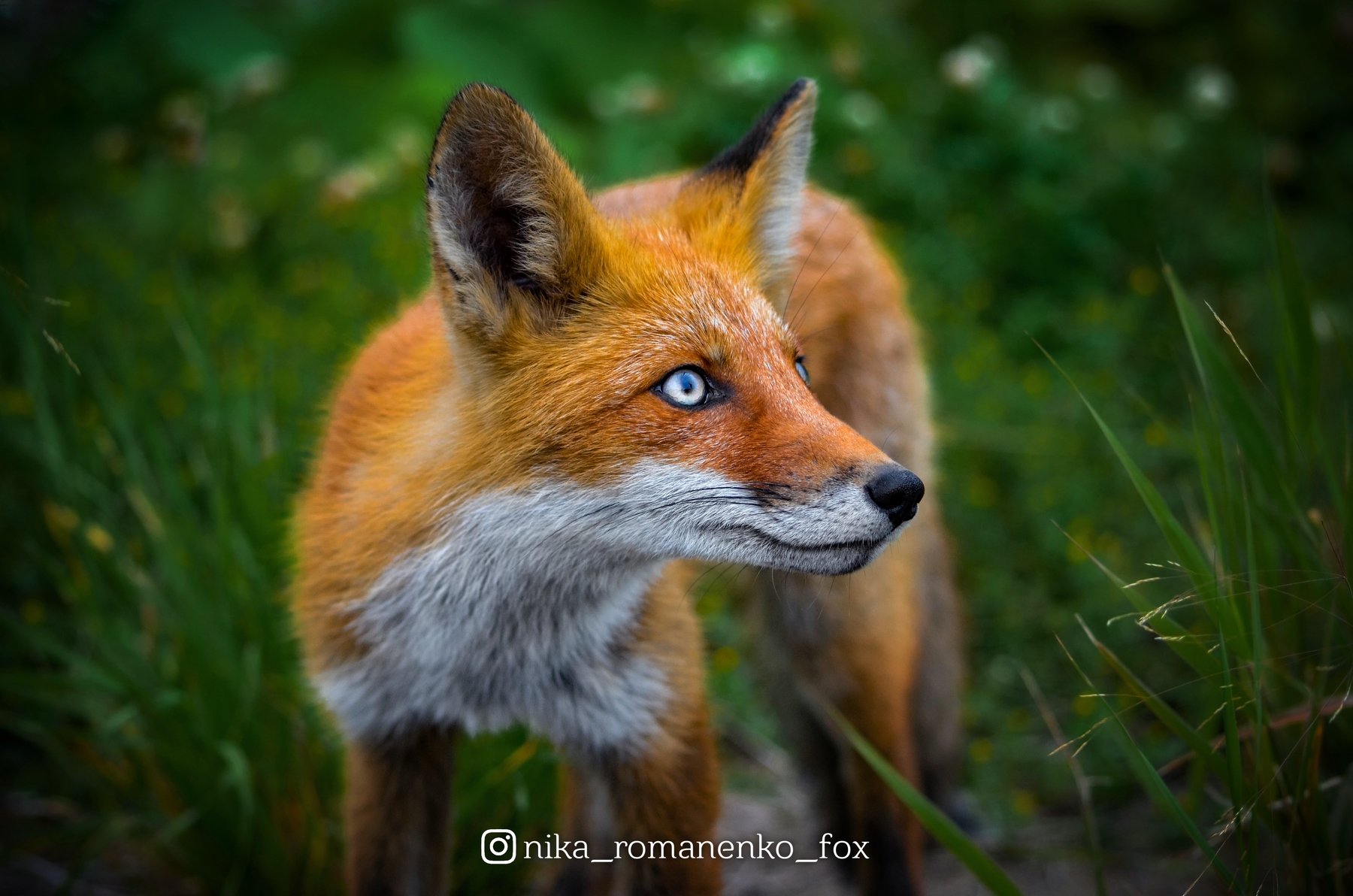 лиса, лисы, животные, лето, лес, animals, fox, foxes, animal, лис, red fox, forest, Вероника Романенко