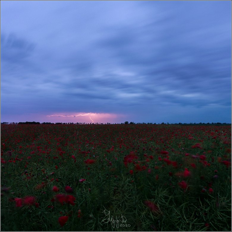 молния, гроза, маковое поле, Roman Radkevich