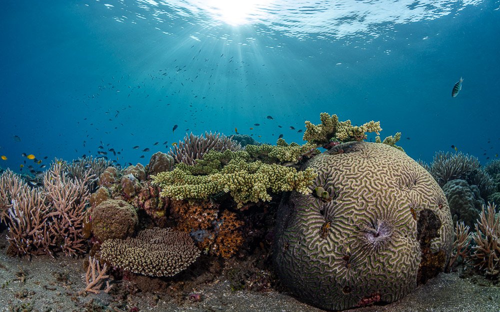 corals, кораллы, риф, подводой, море, океан, дайвинг, отпуск, солнце, синева, scuba, diving, природа, Андрей Савин