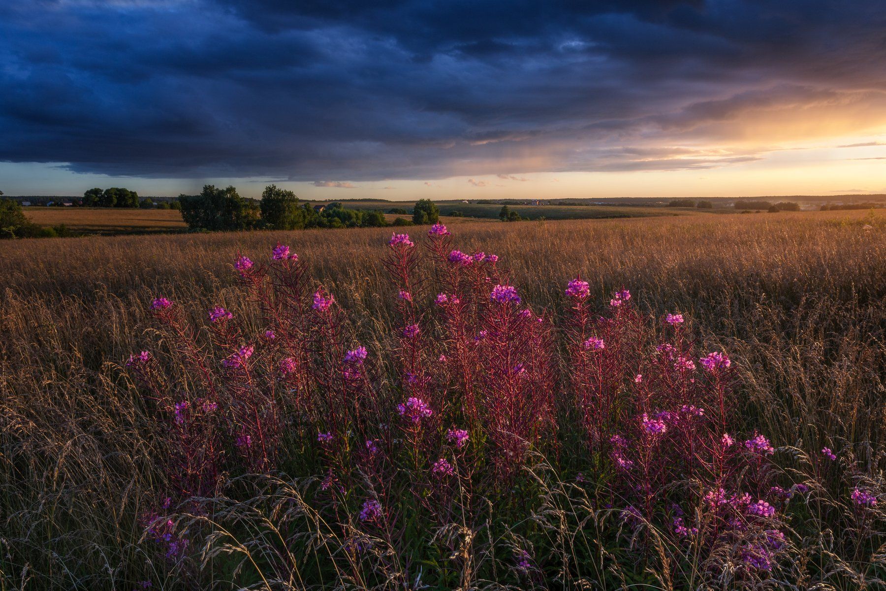 природа, закат, цветы, небо, Московская область, пейзаж, Мартыненко Дмитрий