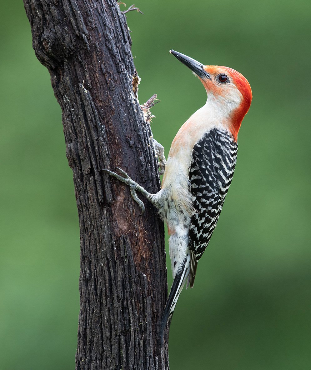 дятел, каролинский меланерпес, red-bellied woodpecker, woodpecker, Elizabeth Etkind