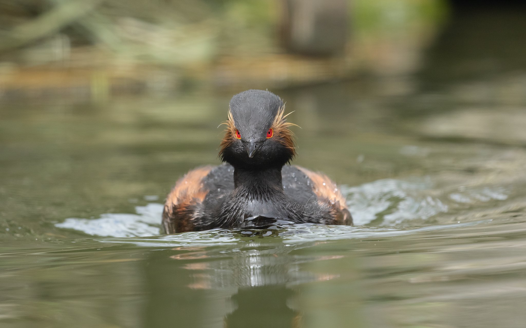 black necked grebe, birds, water, nature, wildlife, MARIA KULA