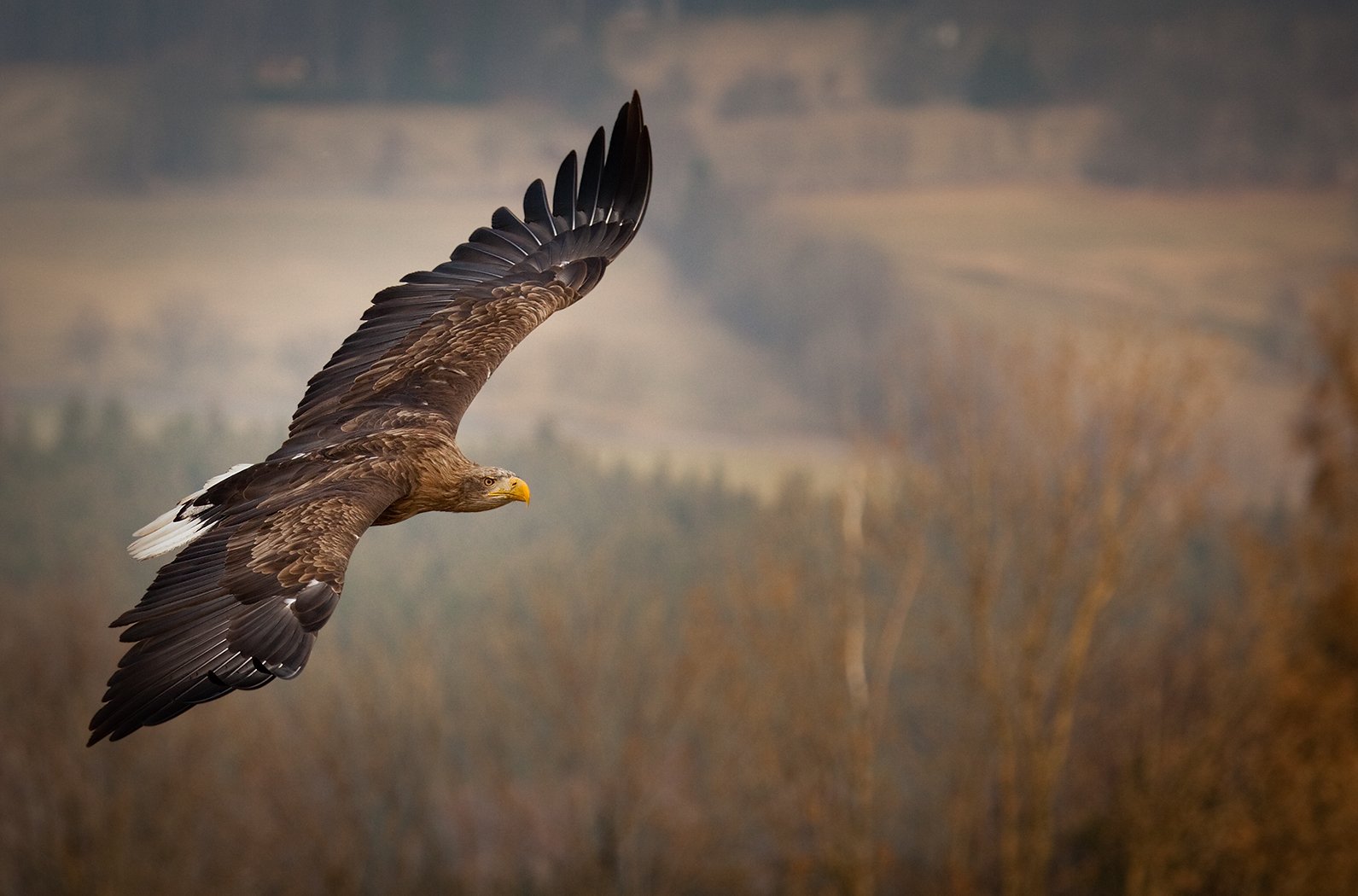 , Robert Adamec