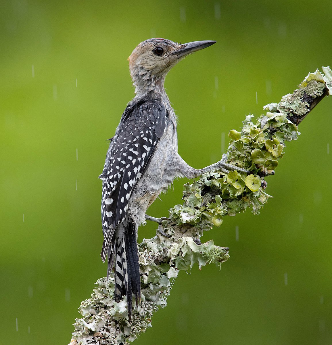 дятел, каролинский меланерпес, red-bellied woodpecker, woodpecker, Elizabeth Etkind