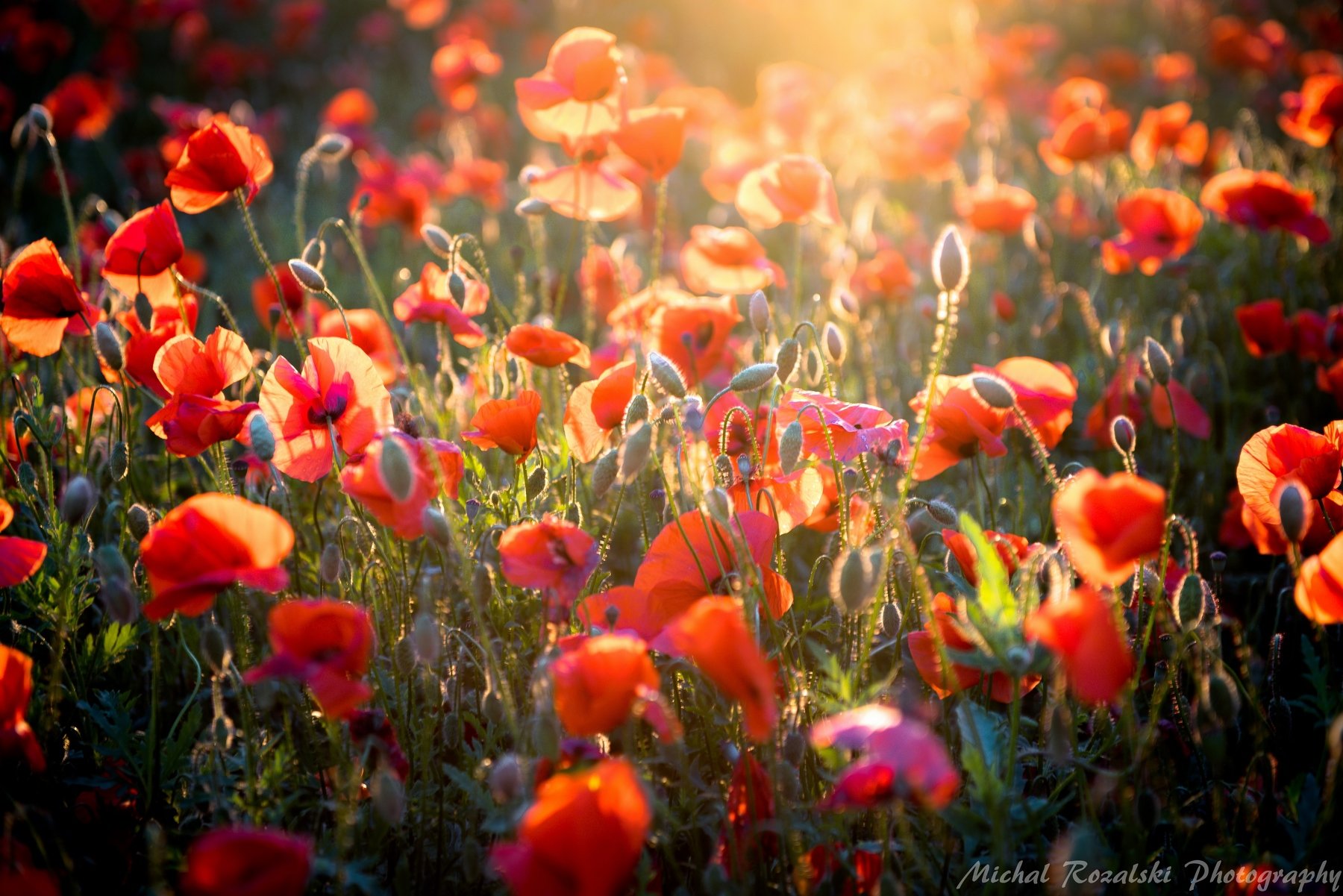 meadow, ,poppies, ,flowers, ,light, ,sunlight, ,sunrays, ,landscape, ,spring, ,season, ,, Michal Rozalski