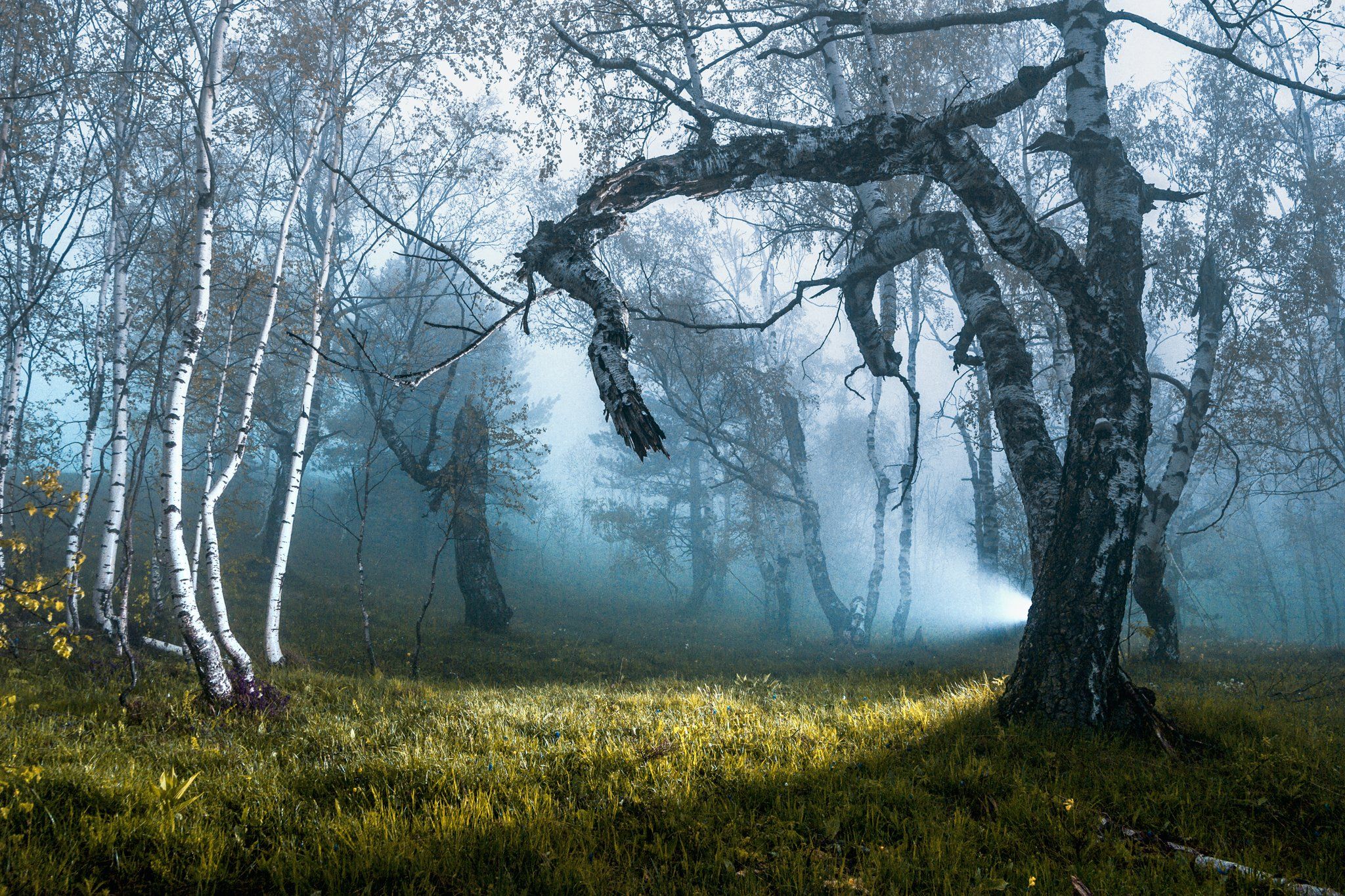 forest, serbia, nature, fog, misty, flash, light, green, mountain, balkan, birch, Marko Radovanovic