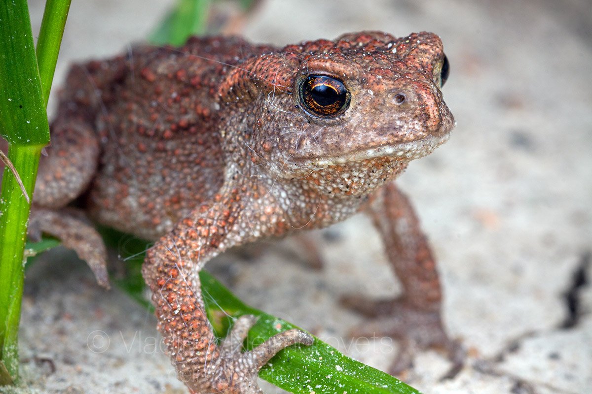 common toad, European toad, baby, under-yearling, Pudomyagi, Gatchina district, Leningrad Region, Russia, Владимир Нейморовец