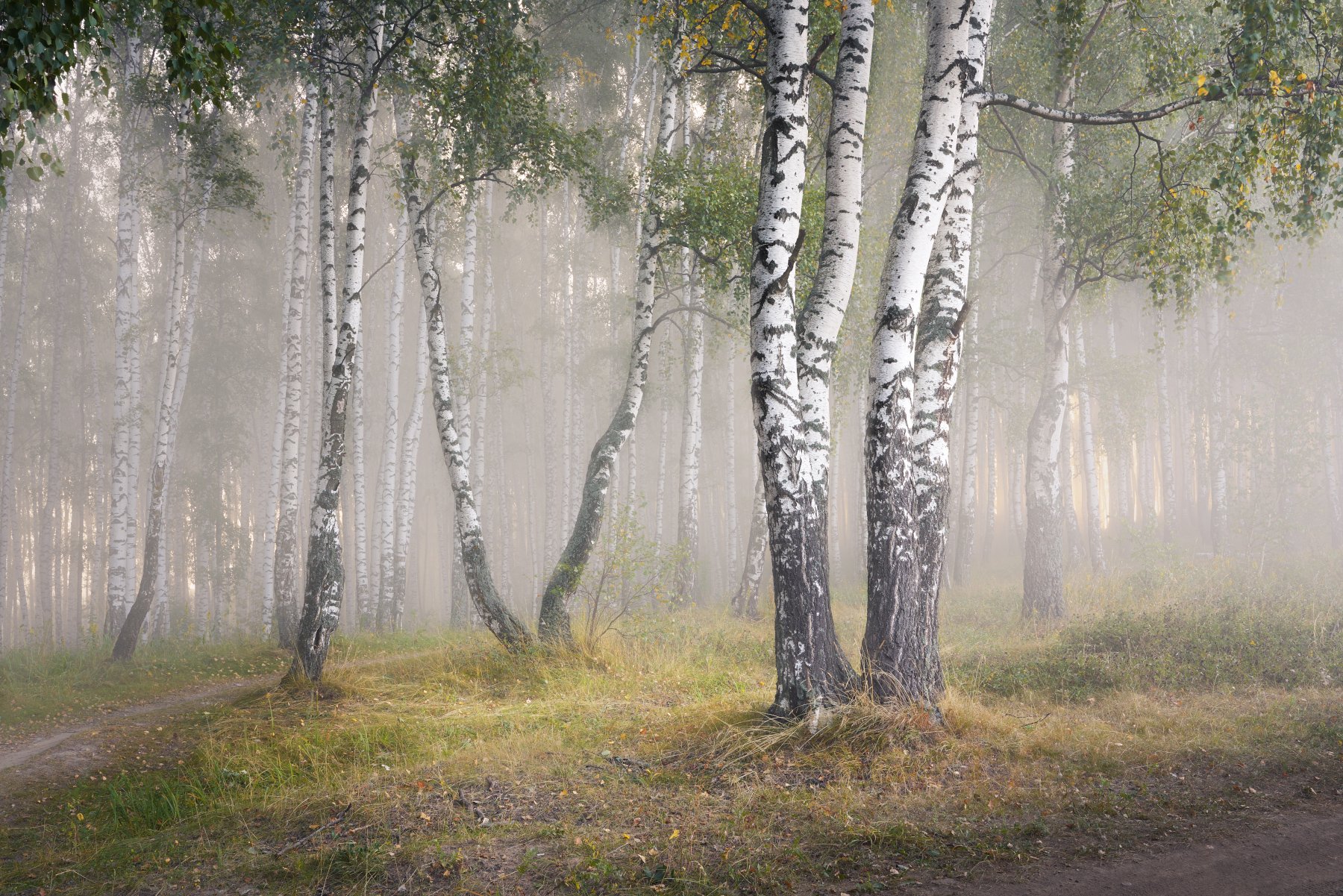 лес, осень, туман, деревья, Григорий Бельцев