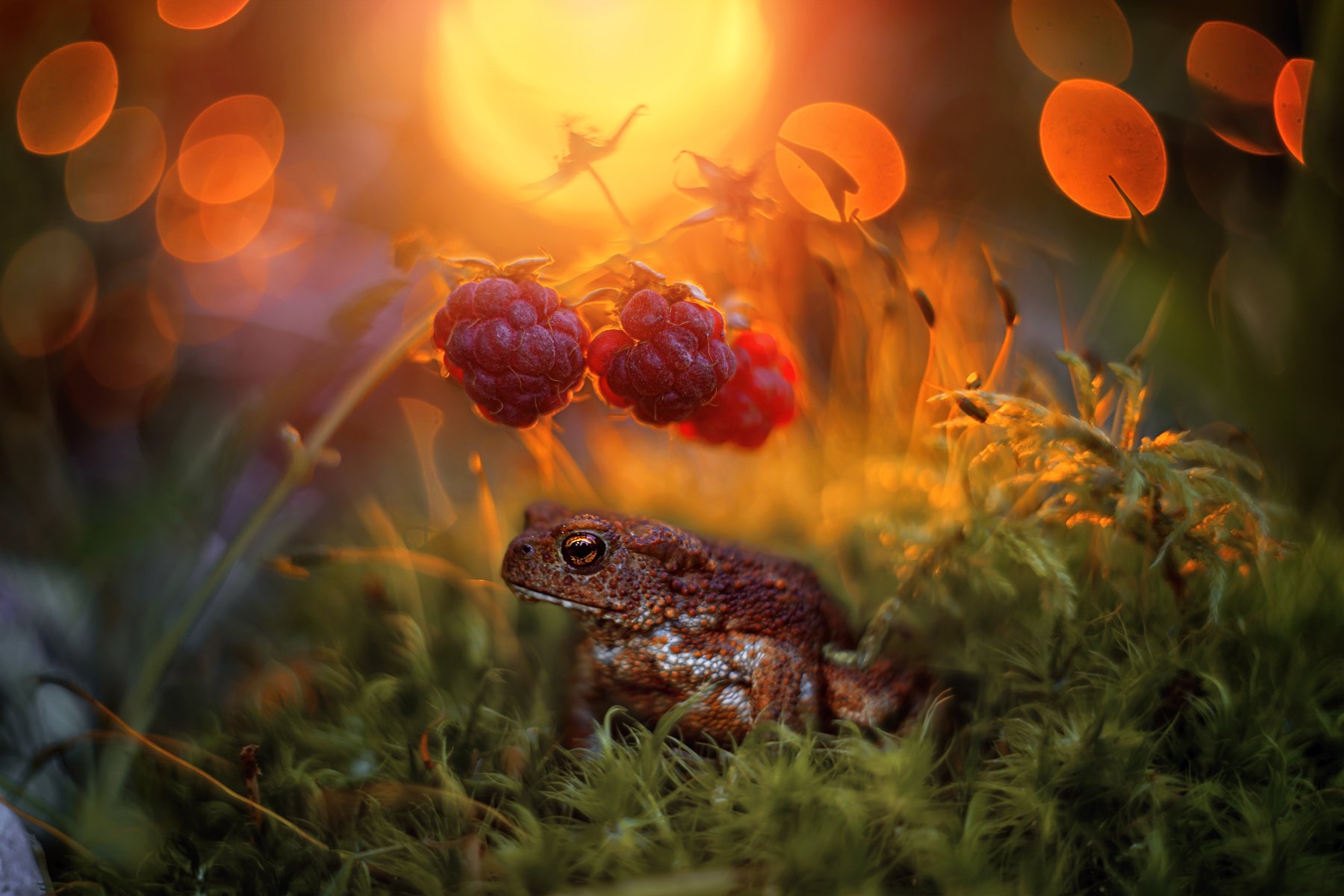 закат малина вечер боке жаба лес мох свет солнце красота природа, Анастасия Третьякова